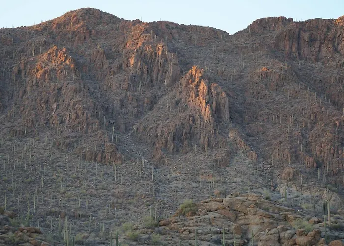 Saguaroglamp *