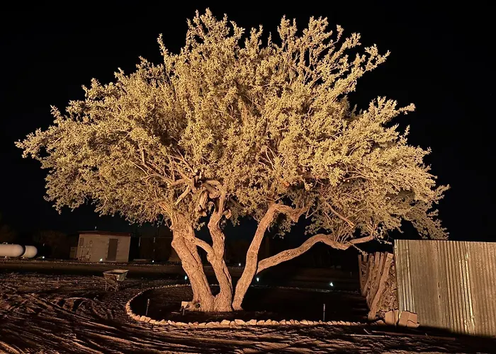 Luxury tent Saguaroglamp Marana