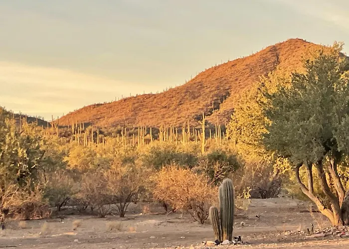 Saguaroglamp *