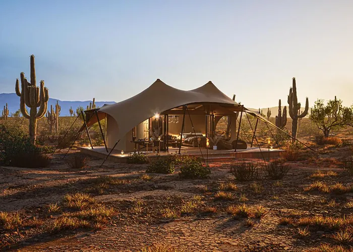 Saguaroglamp Marana